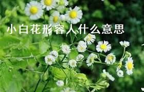 小白花背后的真正含义 小白花背后的真正含义